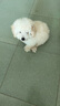 皇家皇家狗粮 幼犬狗粮 幼犬奶糕宠物小型犬MIJ31全价犬粮2-10月800g 实拍图