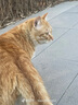凯锐思天然猫粮成猫粮鱼肉蓝猫全价猫粮 【鲜肉双拼】升级2%冻干-12斤 实拍图