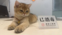 宠物猫咪狗普乐美清普乐信滴眼液安愈灵皮肤喷膏安舒宁皮肤病 普乐美滴眼液1支 实拍图