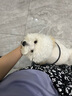 麦富迪狗粮 藻趣儿狗粮成犬粮牛肉螺旋藻 均衡营养2.5kg 实拍图
