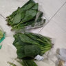 大菠菜300g 实拍图