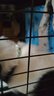 欢宠网猫咪驱虫项圈狗狗猫宠物狗猫圈除跳蚤猫猫幼猫小猫小狗体外去跳蚤 实拍图