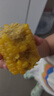 北纬47°白甜糯玉米220g*1穗  低脂玉米棒糯玉米东北玉米 粘玉米 尔滨特产 实拍图