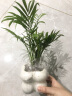 佰花锦办公桌面绿植盆栽发财树室内客厅奶油风网红盆景精致美观四季好养 袖珍椰子+PVC白泡泡盆 整体高度约15-25cm 实拍图