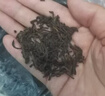 芽梭茶叶普洱茶半斤普洱熟茶一斤散茶口粮茶送礼送人自己喝 普洱熟茶（500克）一罐 实拍图
