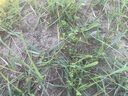 硃碌科 有机黑豆 东北绿芯黑豆黑大豆3斤 打豆浆杂粮豆无染色东北杂粮豆 实拍图