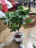 开时果 四季桂花树苗盆栽老桩浓香型花卉 室内植物客厅阳台好养绿植盆景 【家居点缀】精品桂花/40-50cm+宽条纹瓷盆 基地直发 实拍图