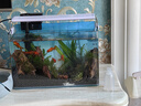 西游水族鱼缸水族箱客厅小型迷你桌面免换水生态造景小金鱼缸热弯超白玻璃 长30*宽18*高20-云影群峰款造景全套 实拍图