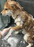 草之萃狗狗沐浴露驱虫持久除臭清洁止痒除螨洗护一体留香持久除臭洗澡 1瓶【一洗除螨杀菌】500ml 实拍图