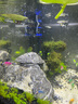 格池（GRECH）格池潜水泵抽水泵CQJ-500G款 2.5W 净水增氧过滤泵三合一过滤水泵 实拍图