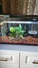 森森（SUNSUN） 超白玻璃小鱼缸客厅小型桌面家用水族箱生态免换水金鱼缸 【升级自动喂食】480B 水榕景 实拍图