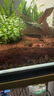 HANYANG雨淋沙水草鱼缸底砂免洗红色化妆雨林造景沙龟缸水族养鱼用品2kg 实拍图