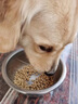 赛狮土狗狗粮通用型幼犬成犬10斤装中华田园犬家狗中大型犬粮40斤 【土狗专用】5斤装尝鲜/奶糕粮 实拍图