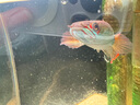 尼奥光 NEO-HELIOS鱼缸灯水草灯LED灯S3proRGB植物光谱 13W新款尼奥S3pro+【高亮自然版双倍亮度】 实拍图