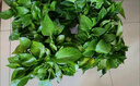 双盟绿萝盆栽除甲醛花卉绿植办公室新房净化空气180加仑4盆装源头直发 实拍图