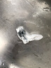 爱仕达 蒸锅 304不锈钢蒸屉24cm蒸格配件ZS24Z3WG食品级不锈钢 实拍图