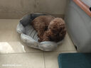 皇家狗粮 幼犬狗粮 犬粮 通用犬型 A3 通用粮 2-12月 8KG 实拍图