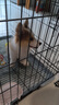 腆宠狗笼猫笼 狗笼子中小型犬带厕所幼犬狗窝猫笼子大号家用围栏兔笼 实拍图