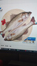 仙泉湖冷冻白蕉海鲈鱼2斤 肉厚刺少生鲜水产食材1斤*2条 实拍图