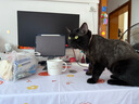 来旺兄弟宠物剃毛器猫咪狗狗剃脚毛修剪器2合1宠物电推剪美容用具用品 实拍图