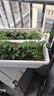 原起点长方形霍伦种菜盆60cm特大种花盆阳台种菜神器长条蔬菜草莓种植盆 象牙白2个装【送自吸水网】 实拍图