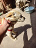 欢宠网狗绳3件套狗狗牵引绳狗项圈链子胸背带遛狗绳子中大型犬宠物用品 实拍图