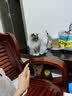 牧灵CFA赛级逗猫棒猫咪玩具自嗨解闷逗猫棒羽毛铃铛替换头小宠物用品 CFA赛级逗猫棒+橘色+彩色羽毛 实拍图
