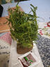 重瓣太阳花苗宿根混色植物绿植花卉盆栽四季开花带根带花苞发货 混色重瓣8-10色20枝 带根 实拍图