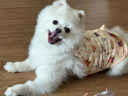 SMARTBONES狗零食迷你洁齿骨 磨牙棒狗咬胶幼犬训练奖励耐咬骨头小型犬泰迪 鸡肉味迷你洁骨 6包共96支1530g 实拍图