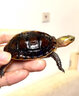 黄缘龟幼苗幼龟小乌龟活物宠物安龟缘活体金钱箱龟陆地乌龟 台缘小苗 （8-13克） 实拍图