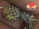 广东湛江徐闻菠萝 香水菠萝 热带水果 2个 净重2.6-2.8斤 单果1.3斤起 实拍图