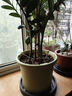 爱丽思花盆塑料圆形树脂多肉花盆种花种菜盆绿萝爱丽丝 军绿口径30.1cm 实拍图