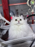 皇家成猫猫粮 营养均衡 F32 通用粮 1-7岁 2KG 实拍图