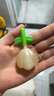 周十五益生菌蜂蜜露孕妇开塞蜜露待产包用产后哺乳期儿童蜂蜜栓礼品36支 实拍图