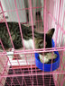 憨憨宠猫笼 加粗加密折叠双层三层四层猫笼子猫别墅猫窝宠物猫咪用品 黑色 600三层带天窗 实拍图