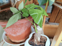佰花锦办公桌面绿植盆栽发财树室内客厅奶油风网红盆景精致美观四季好养 单杆发财树+PVC白泡泡盆 整体高度约15-25cm 实拍图
