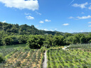 拜杰泡菜坛子玻璃密封罐泡酒容器透明大容量咸菜罐泡酒罐腌菜坛子2只 实拍图