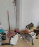 京七鲜肉猫粮无谷成猫幼猫全阶段通用型猫咪猫食品90%高肉益生菌配方 鲜肉无谷猫粮【不加冻干】 1斤（500g试吃装） 实拍图