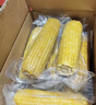 金沃瑞丰有机 白糯玉米棒220g*8根＞4斤 新鲜甜粘黏真空 非转基因 早餐 实拍图