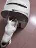 BNBNO猫包外出便携狗狗双肩猫咪背包宠物书包透气帆布笼子猫袋宠物用品 晒单实拍图