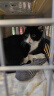 普安特宠物猫咪洗耳液耳螨狗狗滴耳液猫耳朵清洁耳垢臭痒漂护理液尔加分 实拍图
