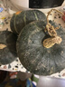 自然搭档 正宗贝贝南瓜 粉面香甜小南瓜 新鲜蔬菜香甜软糯产地直发 净重 3斤 （2-5个） 实拍图