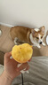 佳沛（zespri）新西兰 阳光金奇异果12粒礼盒特大果单果约122-146g 猕猴桃 水果 实拍图