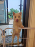 K9狗粮 黑金系列冻干鸡肉绒鲜肉酶解工艺成幼犬通用鸭肉梨配方500g 实拍图