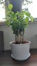 【雅之典】重瓣茉莉花盆栽室内观花植物四季好养带花苞开花不断绿植 茉莉花10-12颗【大号敞口盆】 好养活 实拍图