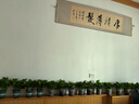 双盟绿萝盆栽除甲醛花卉绿植办公室新房净化空气 120款10盆源头直发 实拍图