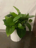 双盟绿萝盆栽除甲醛花卉绿植办公室新房净化空气110竖纹盆8盆源头直发 实拍图