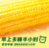 十月稻田 黄糯玉米 3.52斤(220g*8根) 东北甜黏玉米棒 早餐苞米 真空包装 实拍图