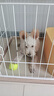 狗狗玩具球边牧柯基金毛逗狗遛狗训犬专用耐咬磨牙小狗宠物狗网球 宠物狗网球-黄色-2个 实拍图