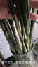 大海边 富贵竹水培植物盆栽水养客厅办公室绿色吸甲醛净化空气大枝叶高 富贵竹80-90cm10棵+营养液 实拍图